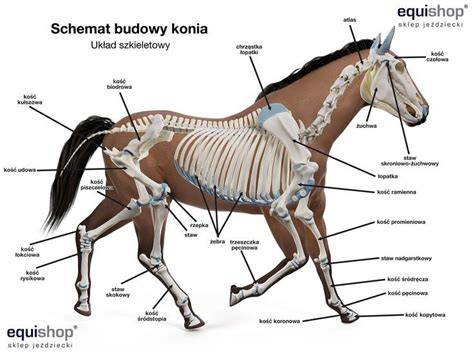 schemat budowy Quarter Horse